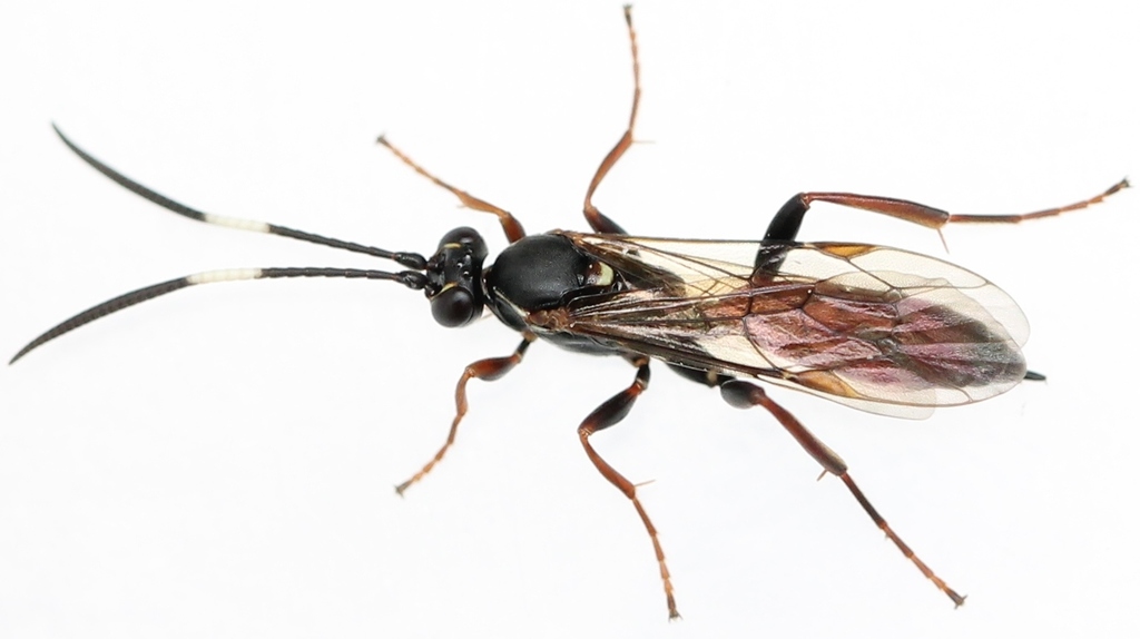 Aoplus defraudator