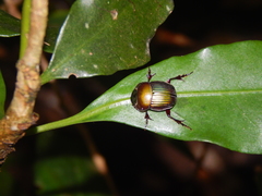 Chalcocopris hesperus