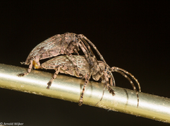 Moechotypa delicatula