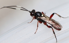 Apaeleticus bellicosus