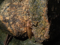Meroncidius flavolimbatus