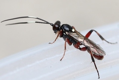 Apaeleticus bellicosus