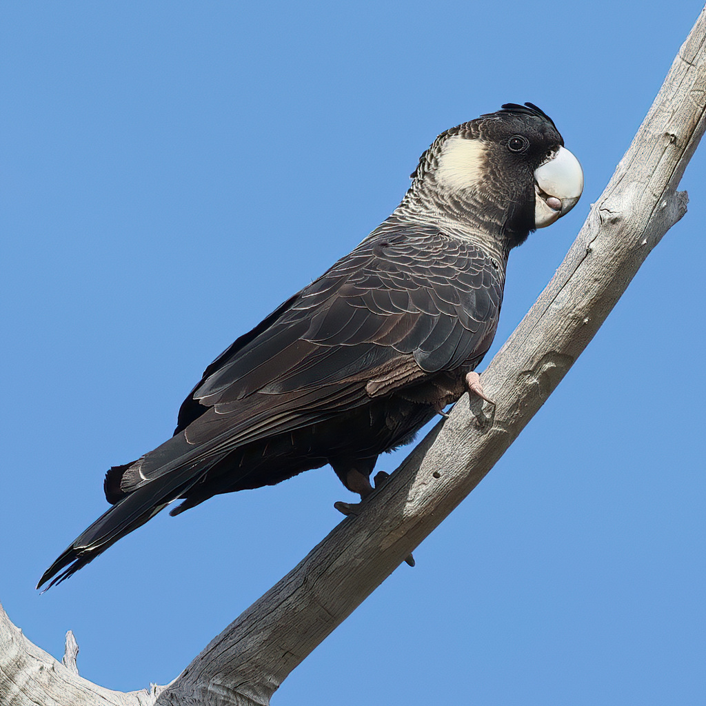 Carnaby's Black Cockatoo