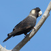 Carnaby's Black Cockatoo - Photo (c) John Bromilow, some rights reserved (CC BY-NC), uploaded by John Bromilow