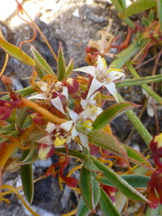 Cuscuta nitida