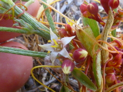 Cuscuta nitida