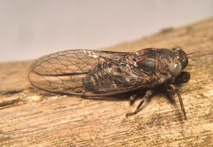 Myopsalta mackinlayi