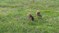 Acridotheres leucocephalus