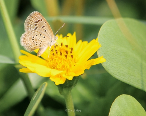 Photo of Dark Grass Blue (Zizeeria karsandra)