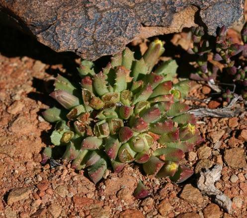 Stomatium peersii