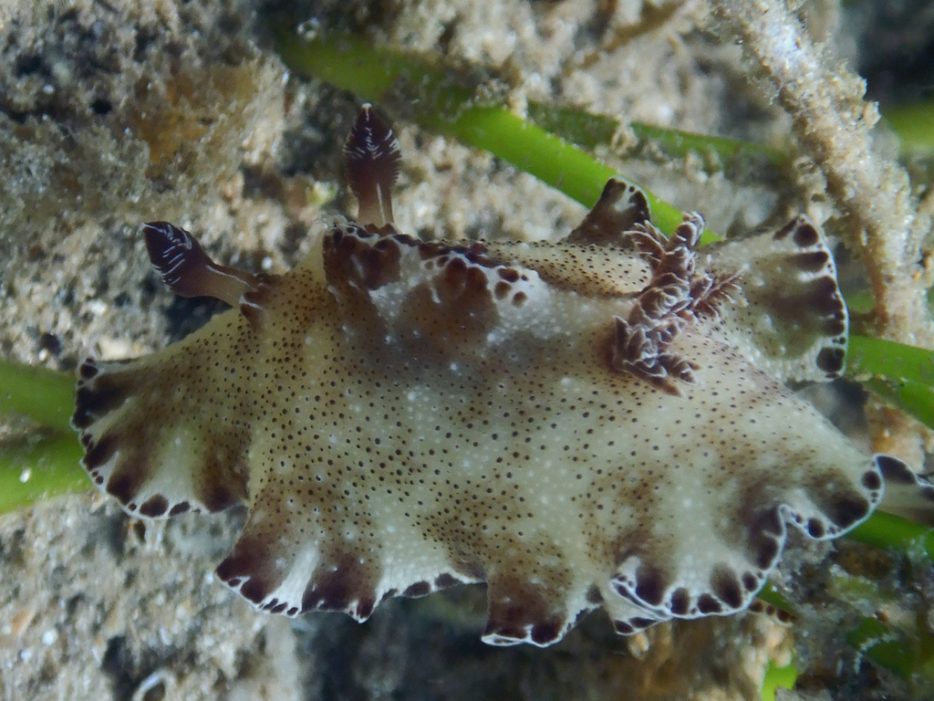 Bohol Discodoris