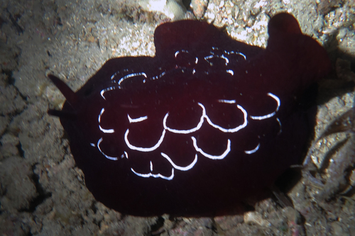 ゼニガタフシエラガイ