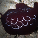 ゼニガタフシエラガイ