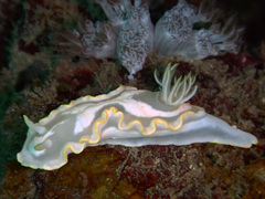 Glossodoris pallida image