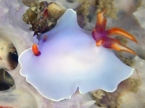 Thorunna punicea