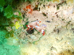 Nembrotha aurea