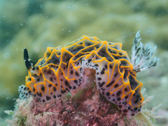 Halgerda wasinensis