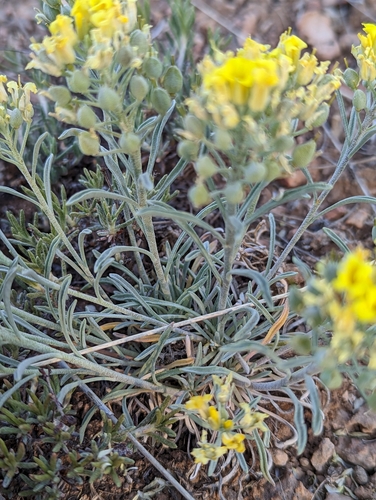 Image of Physaria intermedia by (c) Logan J.L. Bradley, some rights reserved (CC BY)