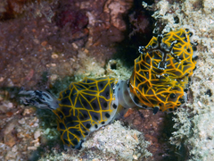 Halgerda wasinensis