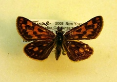 Carterocephalus mandan