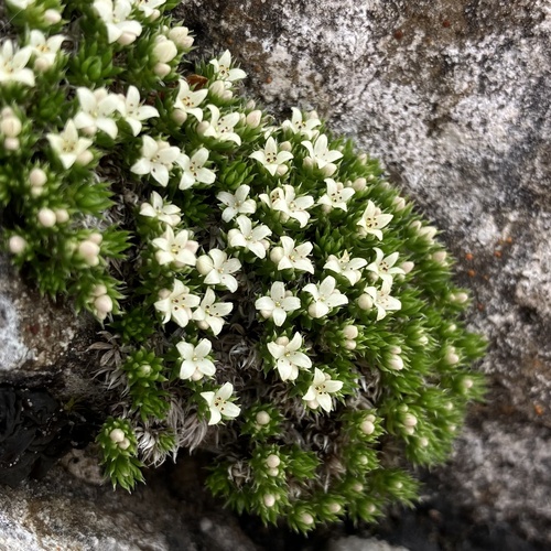 Photograph of Bedstraws