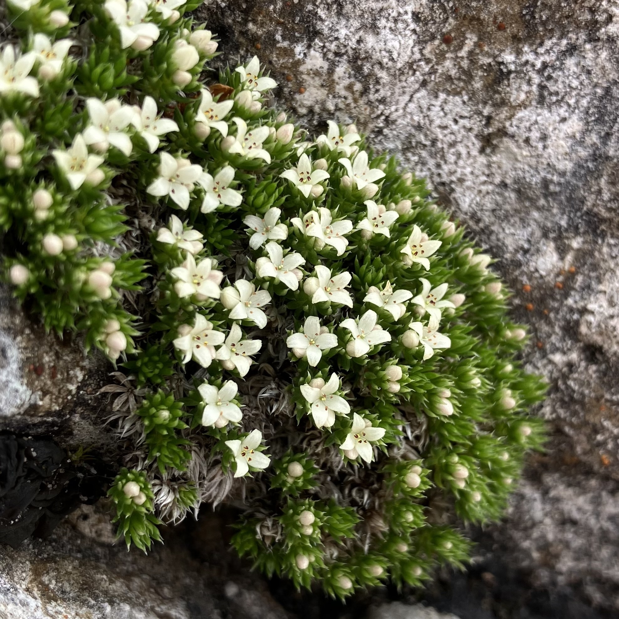 Galium