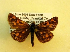 Carterocephalus mandan
