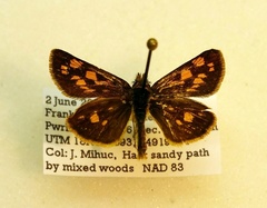 Carterocephalus mandan