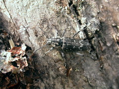 Xylotrechus rusticus