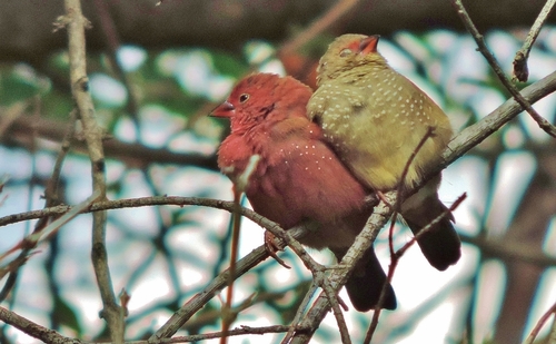 Red-billed Firefinch