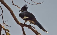 Clamator levaillantii