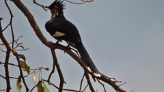 Clamator levaillantii