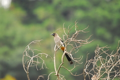Dendrocitta formosae formosae