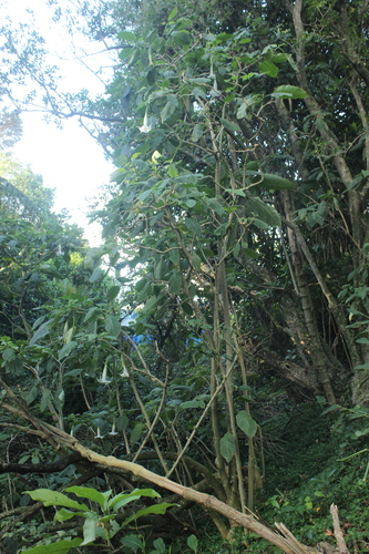 Brugmansia × candida, photograph 6