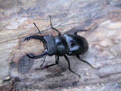 Dorcus rubrofemoratus yamadai