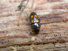 Glischrochilus quadripunctatus