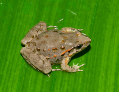 Discoglossus scovazzi