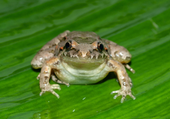Discoglossus scovazzi