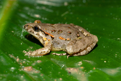 Discoglossus scovazzi