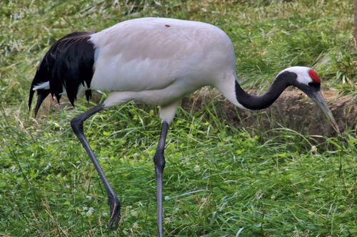 Grus japonensis