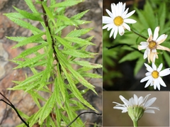 Osmitopsis osmitoides