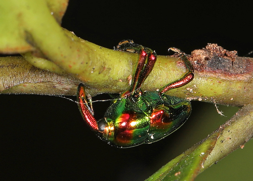 Jewel Weevil photo 2