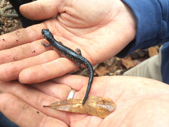 Plethodon grobmani
