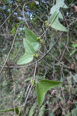 Passiflora complanata image