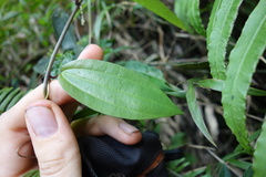 Image of Passiflora insolita