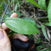 Passiflora insolita - Photo (c) J.R. Kuethe (Yero), algunos derechos reservados (CC BY-NC), subido por J.R. Kuethe (Yero)
