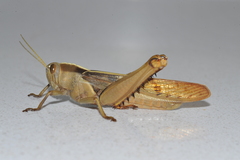 Acanthacris ruficornis