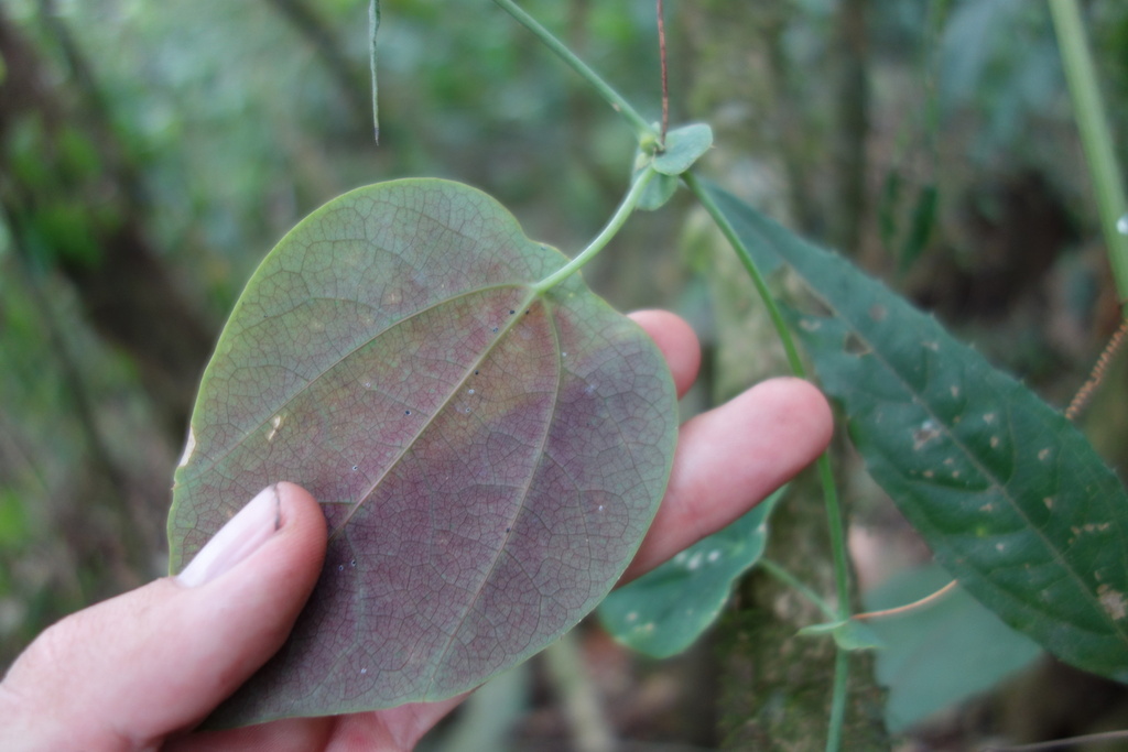 Passiflora quetzal