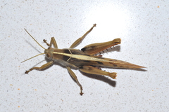 Acanthacris ruficornis