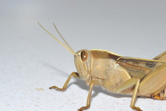 Acanthacris ruficornis